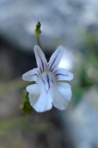 Nemesia diffusa flower